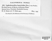 Lophodermium foliicola image